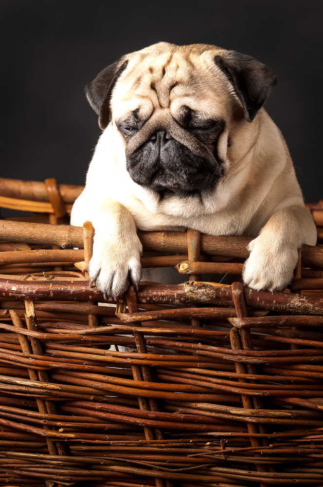 Pug, dog studio photo, on a black background. pug in a basket