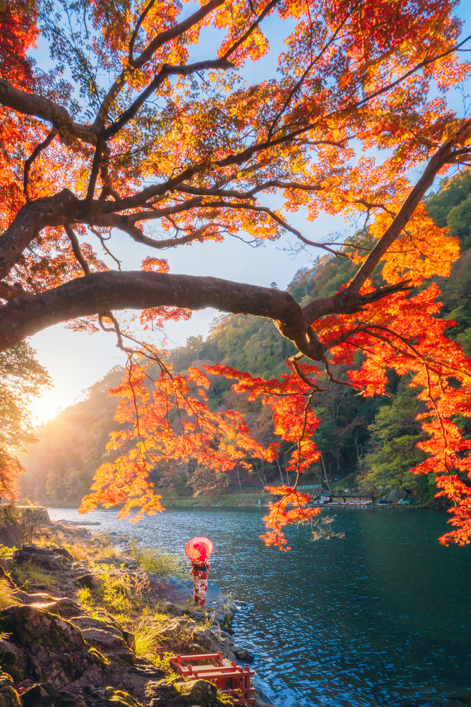 An Asian woman wearing Japanese traditional kimono with red umbrella standing with red maple leaves or fall foliage at Arashiyama river in Autumn season during travel vacation trip in Kyoto, Japan.