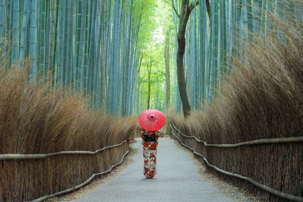 An Asian woman wearing Japanese traditional kimono standing in Bamboo Forest during travel holidays vacation trip outdoors in Kyoto, Japan. Tall trees in natural park. Nature landscape background.