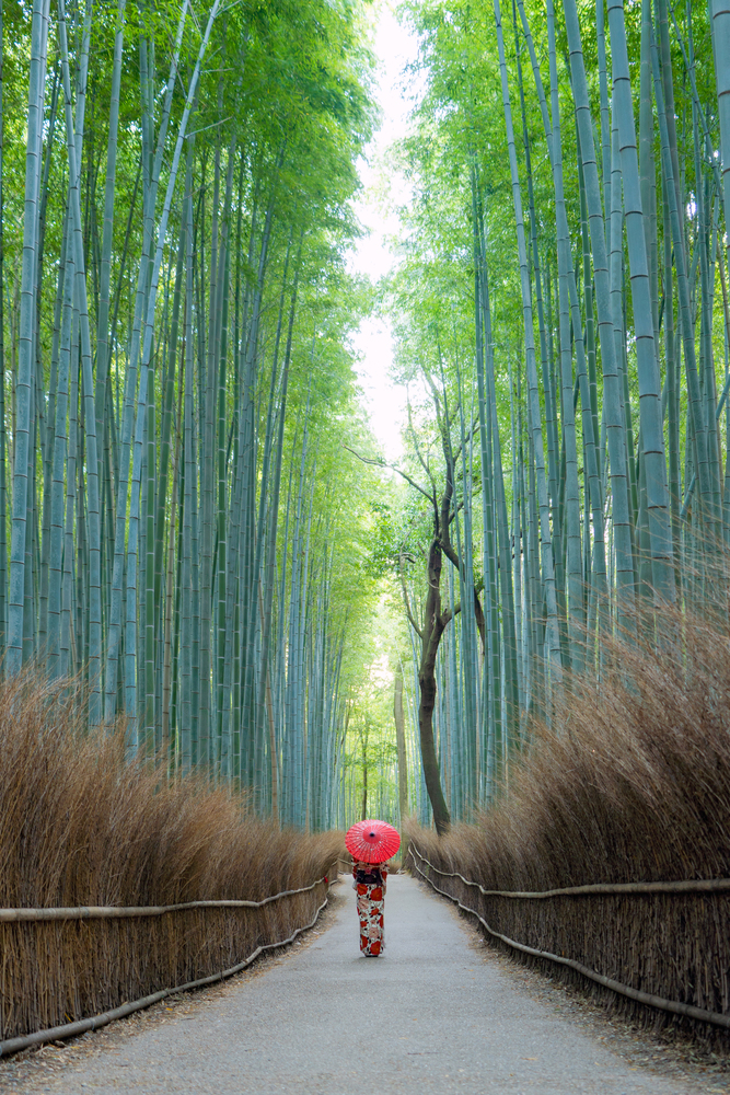 An Asian woman wearing Japanese traditional kimono standing in Bamboo Forest during travel holidays vacation trip outdoors in Kyoto, Japan. Tall trees in natural park. Nature landscape background.