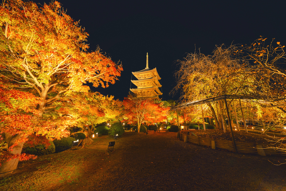 Toji Pagoda Temple with red maple leaves or fall foliage in autumn season. Colorful trees, Kyoto, Japan. Nature and architecture landscape background.