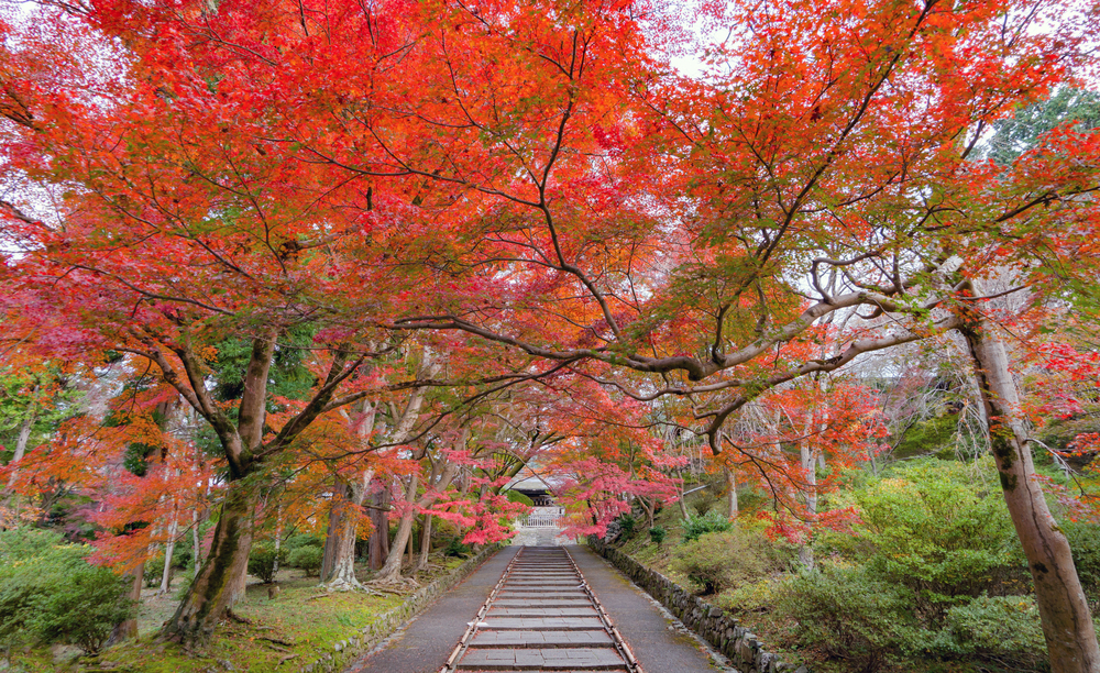 Bishamondo Temple with red maple leaves or fall foliage in autumn season. Colorful trees, Kyoto, Japan. Nature landscape background.
