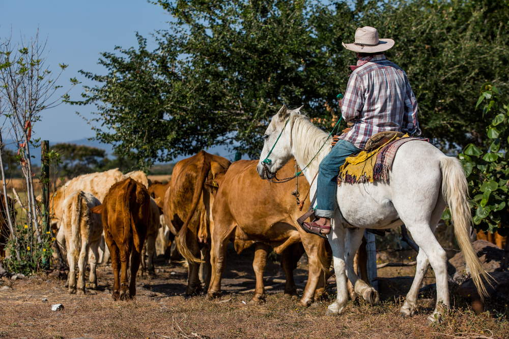 Cowboy with cattle on a horse at daylight. Cowboy with cattle