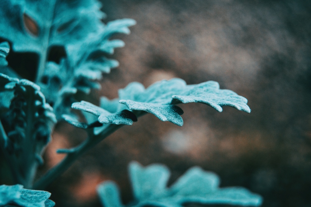 Close-up of bluish gray leaves of cineraria senecio in nature