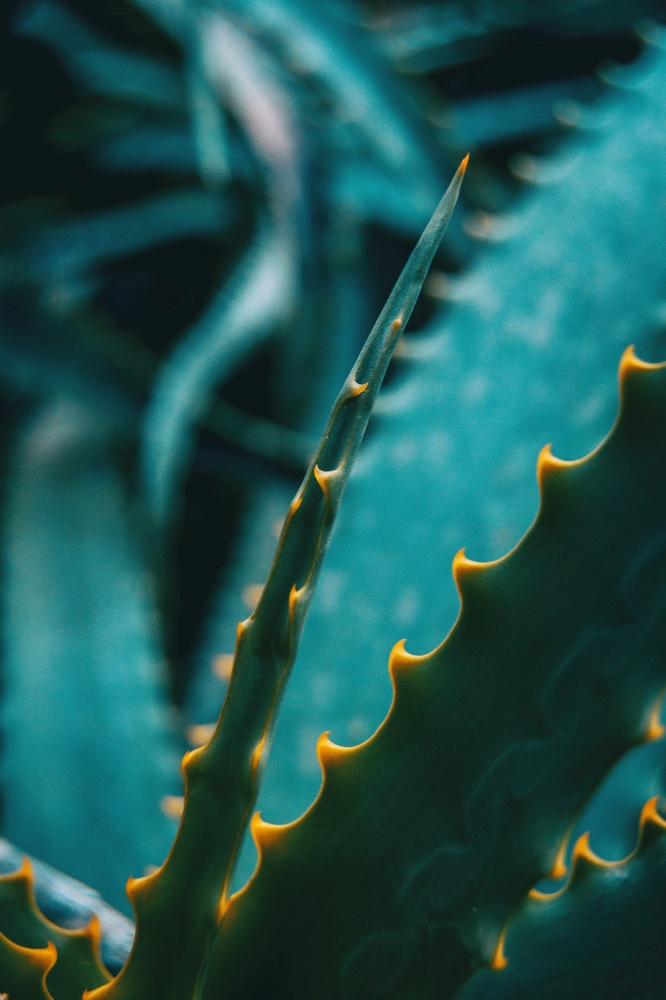 Leaf with green thorns of an aloe vera in nature