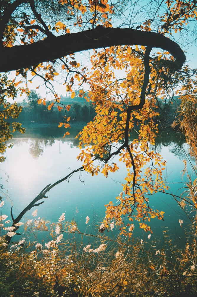 Close-up of branches with yellow leaves on a lake with reflection of the trees in the water on a cloudless day at sunset