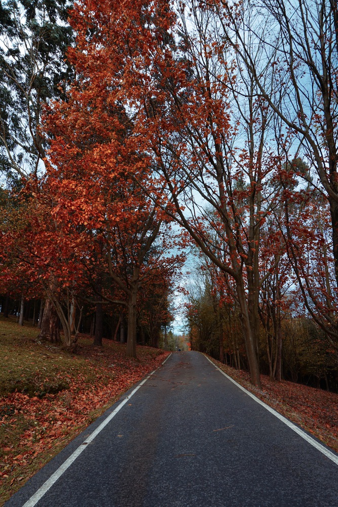 road with red trees with autumn colors in the mountain, autumn season