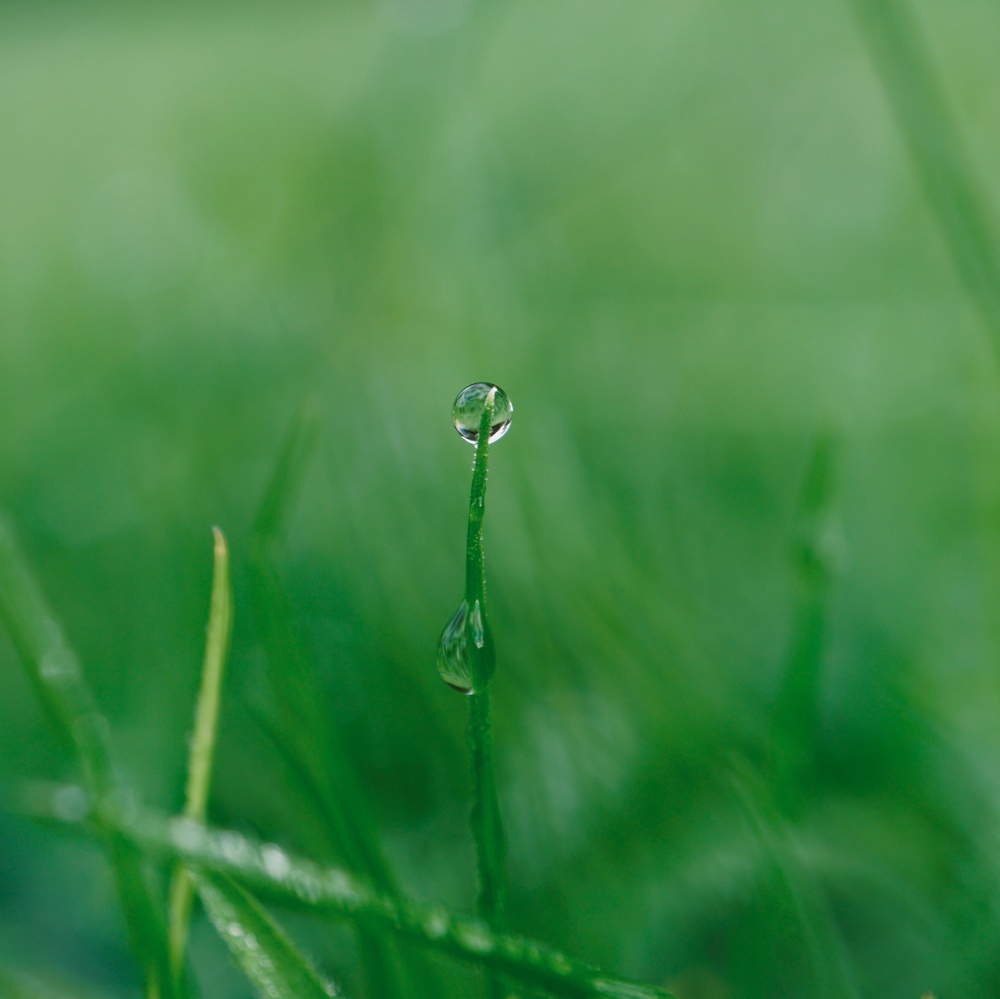 raindrop on the green grass in the nature, rainy days in autumn season, green background