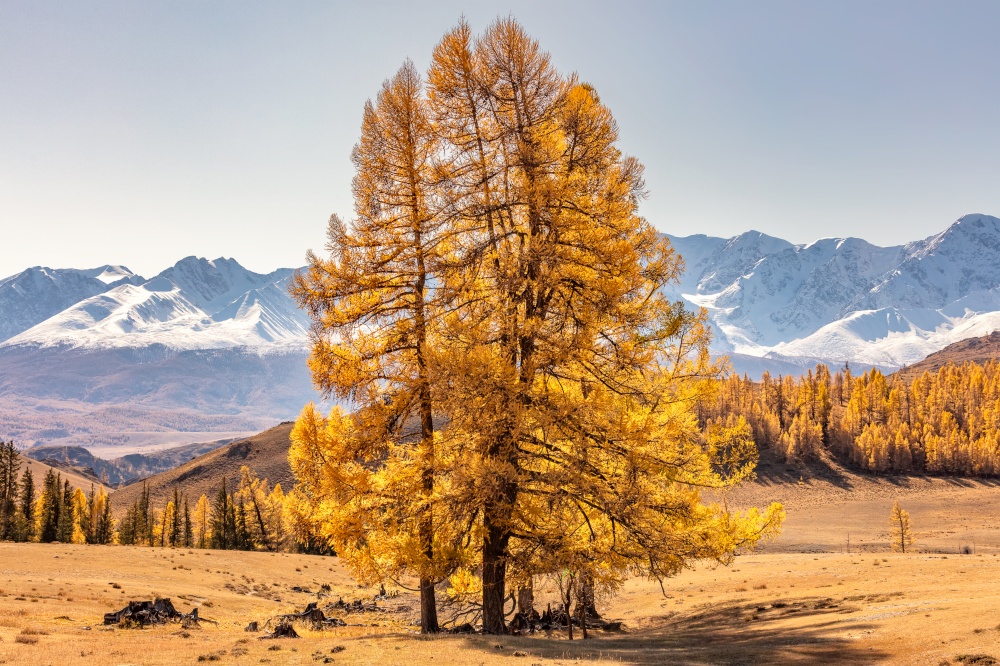 Scenic view of single tree with golden leaves standing in the field and mountains in the background. Altai mountains, Russia. Fall 2019