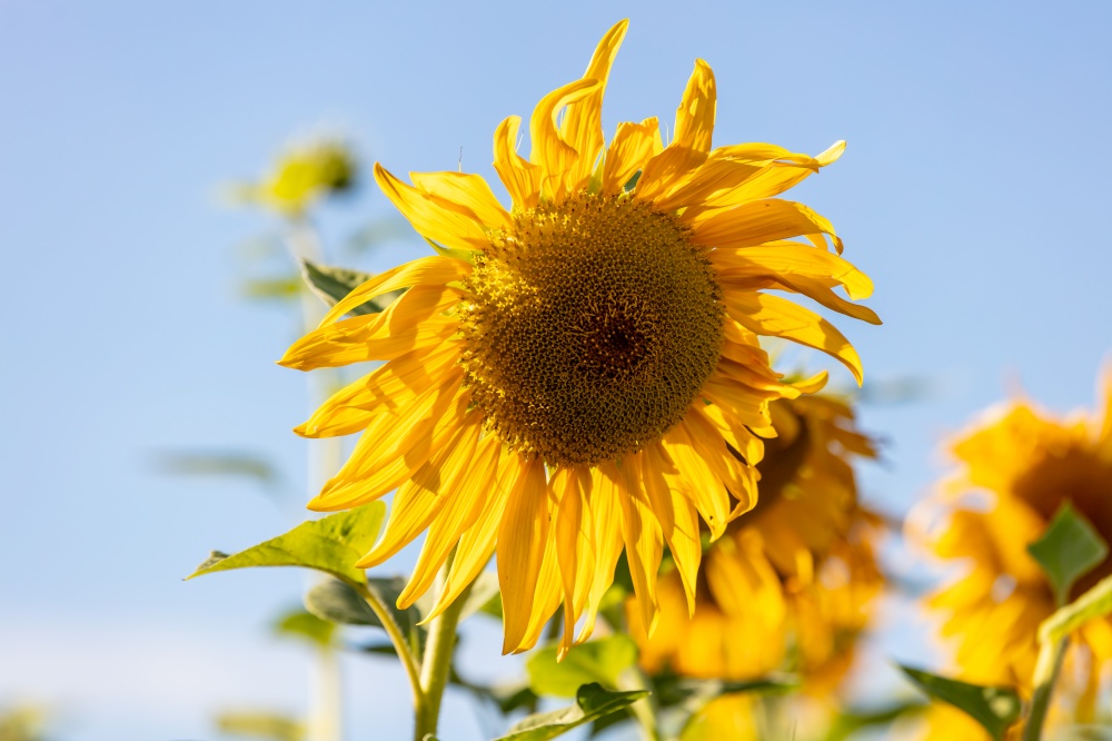 Close up shot of sunflower on a blue sky background. Agriculture and cultivation concept.