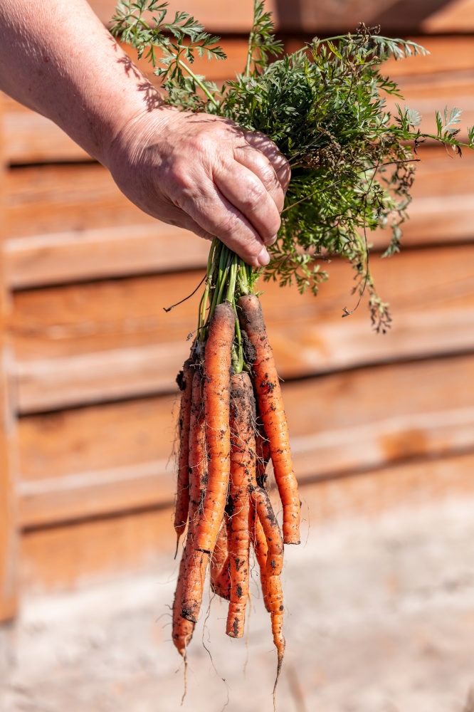 A close up shot of a farmer holding a bunch of carrots, covered with dirt, just dug out from the ground. Agriculture and farming concept. Blurred background, portrait format.