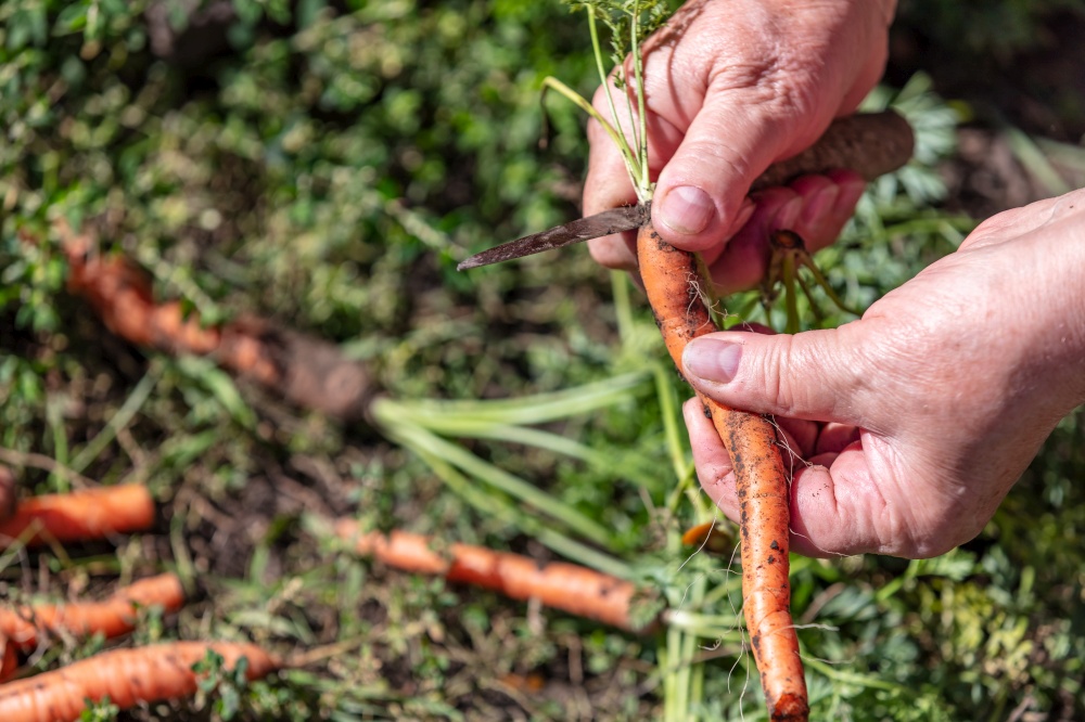A close up shot of a farmer holding and cutting carrots just dug out from the ground. Agriculture and farming concept. Blurred background. Macro.