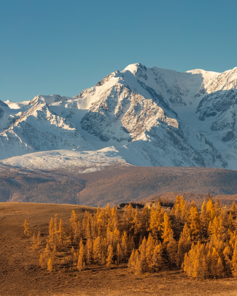 Beautiful portrait size shot of a white snowy mountain and hills with trees in the foreground. Blue sky as a background. Fall time. Sunrise. Golden hour. Altai mountains, Russia.. Beautiful portrait size shot of a white snowy mountain and hills with trees in the foreground. Blue sky as a background. Fall time. Sunrise. Golden hour. Altai mountains, Russia