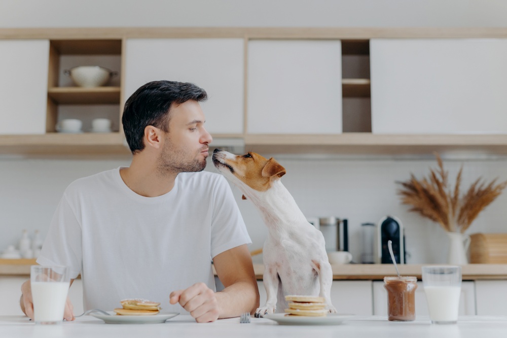 Male host kisses with dog, eat tasty pancakes, drink fresh milk, pose at kitchen during morning time. Mutual love between people and animals. Jack russell terrier and his host have breakfast together