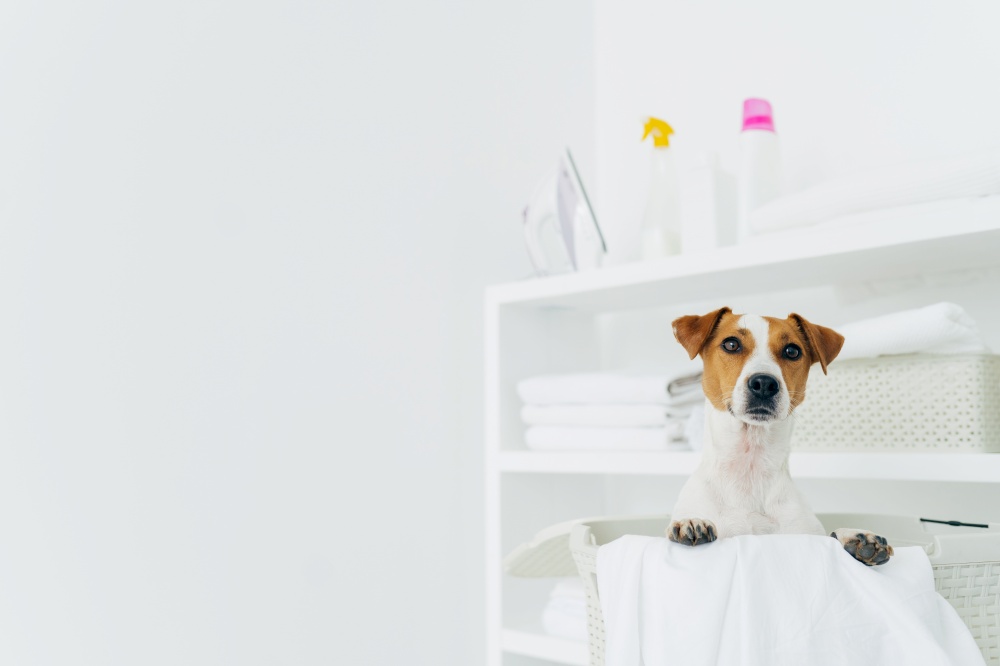 Pedigree dog poses inside of white basket in laundry room, shelves with clean neatly folded towels and detergents, copy space against white background