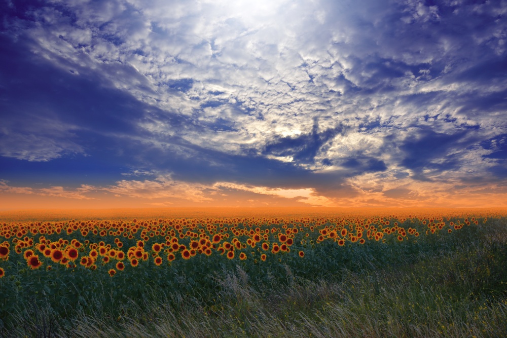 Sunflower field at sunset.Landscape from a sunflower farm.Agricultural landscape.Sunflowers field landscape.Orange Nature Background.Field of blooming sunflowers on a background sunset.Greeting card argiculture concept.Art Photography.Artistic Wallpaper.Blue Sky.