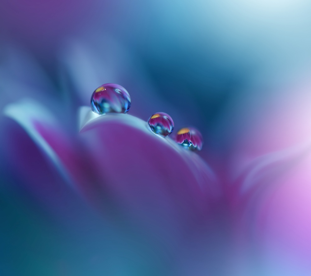 Beautiful Nature Background.Floral Art Design.Abstract Macro Photography.Violet Daisy Flower.Pastel Flowers.Blue Background.Creative Artistic Wallpaper.Wedding Invitation.Celebration,love.Close up View.Happy Holidays.Green Color.Copy Space.Water Drops.
