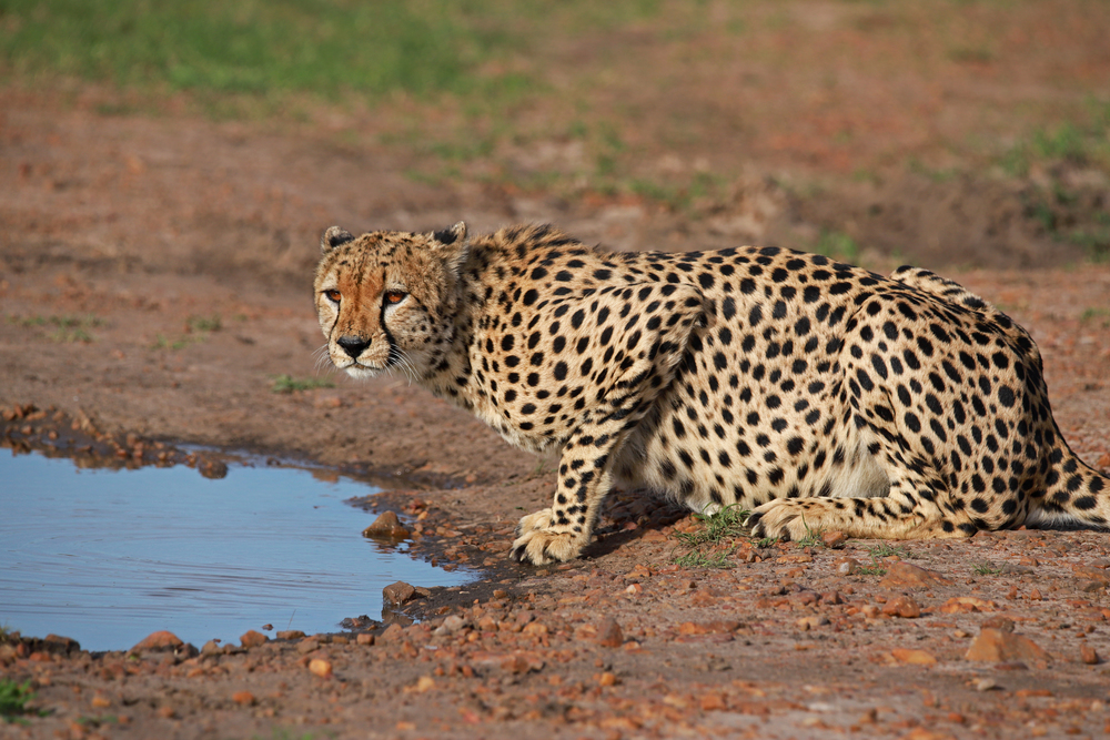 Cheetah, Acinonyx jubatus jubatus at water hole, Maasai Mara National Reserve, Kenya