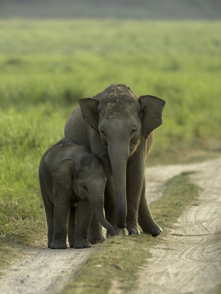 Elephant Siblings, Dhikala, Jim Corbett National Park, Uttrakhand, India