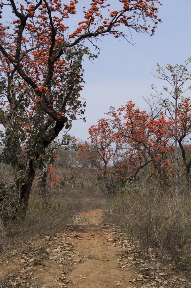 Indian Bombax Ceiba or Kopak Silk Cotton Tree , Betla , Jharkhand, India