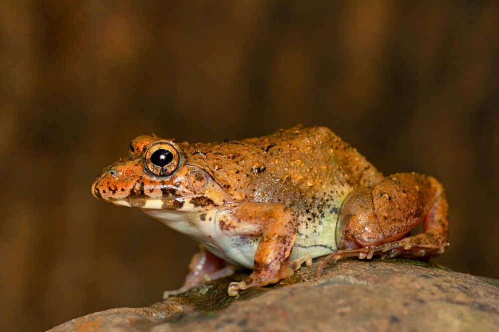 Cricket Frog on rock, Fejervarya sp., Pune, Maharashtra, India