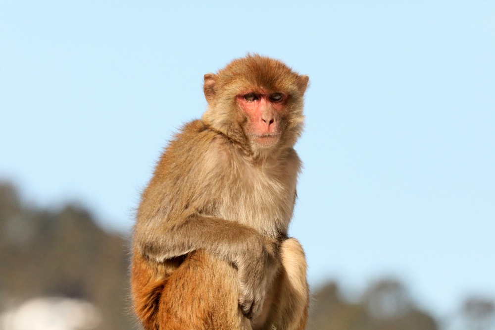 Rhesus Macaque, Macaca mulatta, Chopta, Uttarakhand, India. Rhesus Macaque, Macaca mulatta, Chopta, Uttarakhand, India