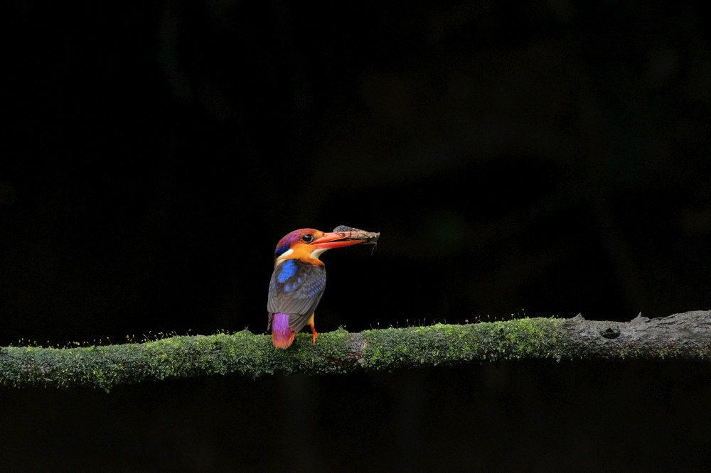 Oriental dwarf kingfisher, Ceyx erithaca, Karnala Bird Sanctuary, Panvel, Navi Mumbai, Maharashtra, India