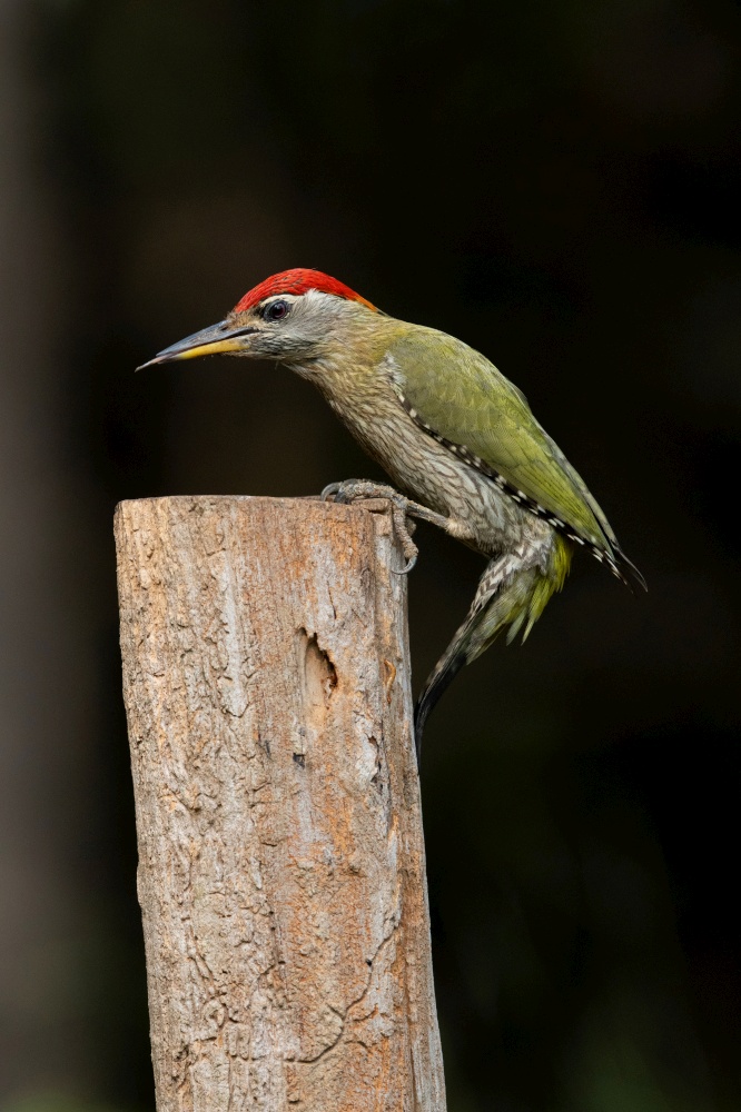 Streak, throated woodpecker, Picus xanthopygaeus, Salim Ali Bird Sanctuary, Thattekad, Kerala, India