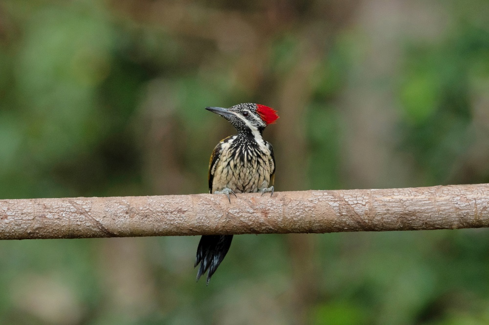Lesser Goldenback Woodpecker, Dinopium benghalense, Salim Ali Bird Year, Thattekad, Kerala, India