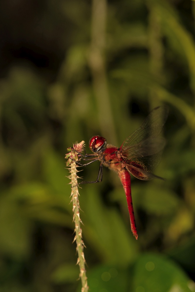 Scarlet Skimmer Dragonfly, Crocothemis servilia, Bokaro, West Bengal, India