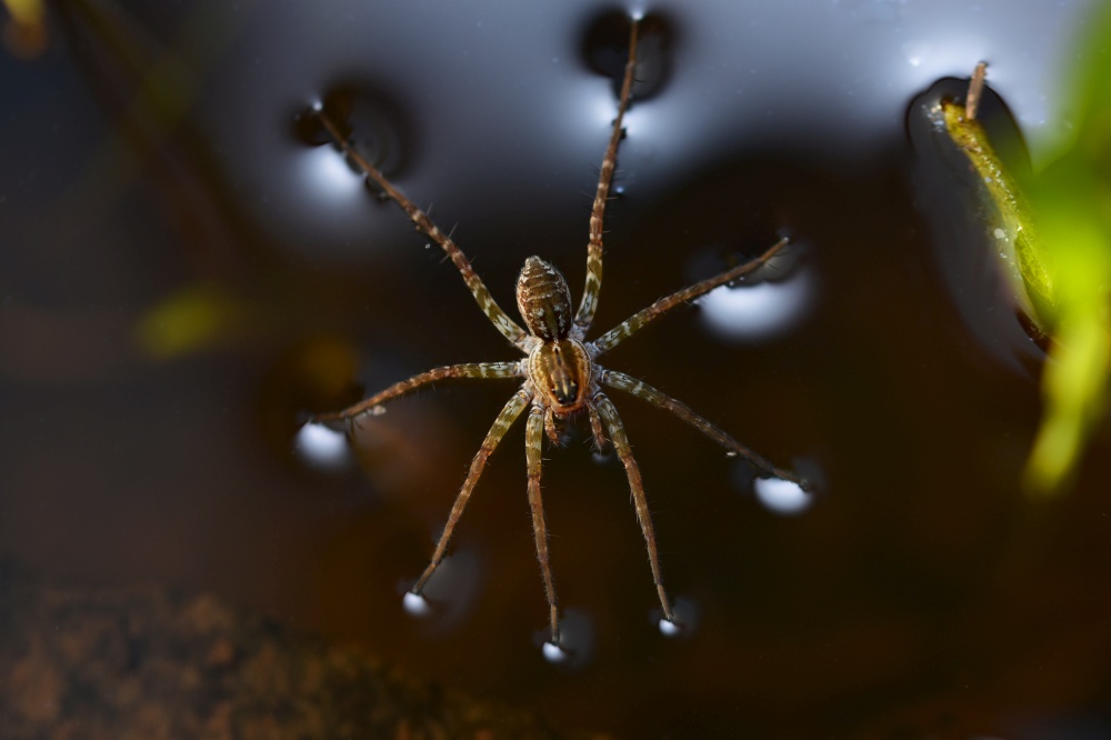 Spider walking on water surface, Pardosa milvina, Pune, Maharashtra, India