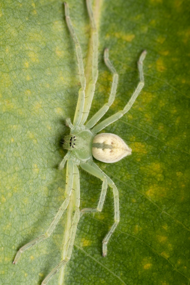 Dorsal of Green huntsman spider, Micrommata virescens, Satara, Maharashtra, India