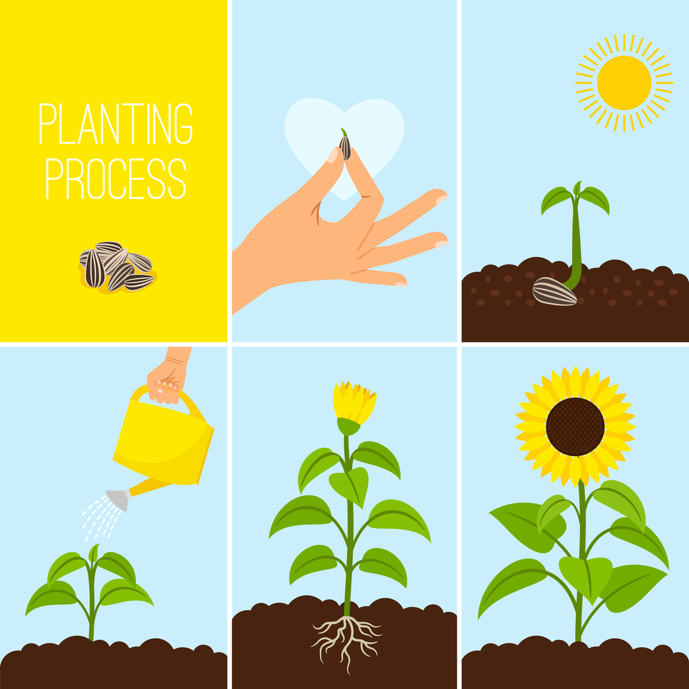 Flower planting process vector illustration. Planting a seed watering. Growing and blooming sunflower. Flower planting process