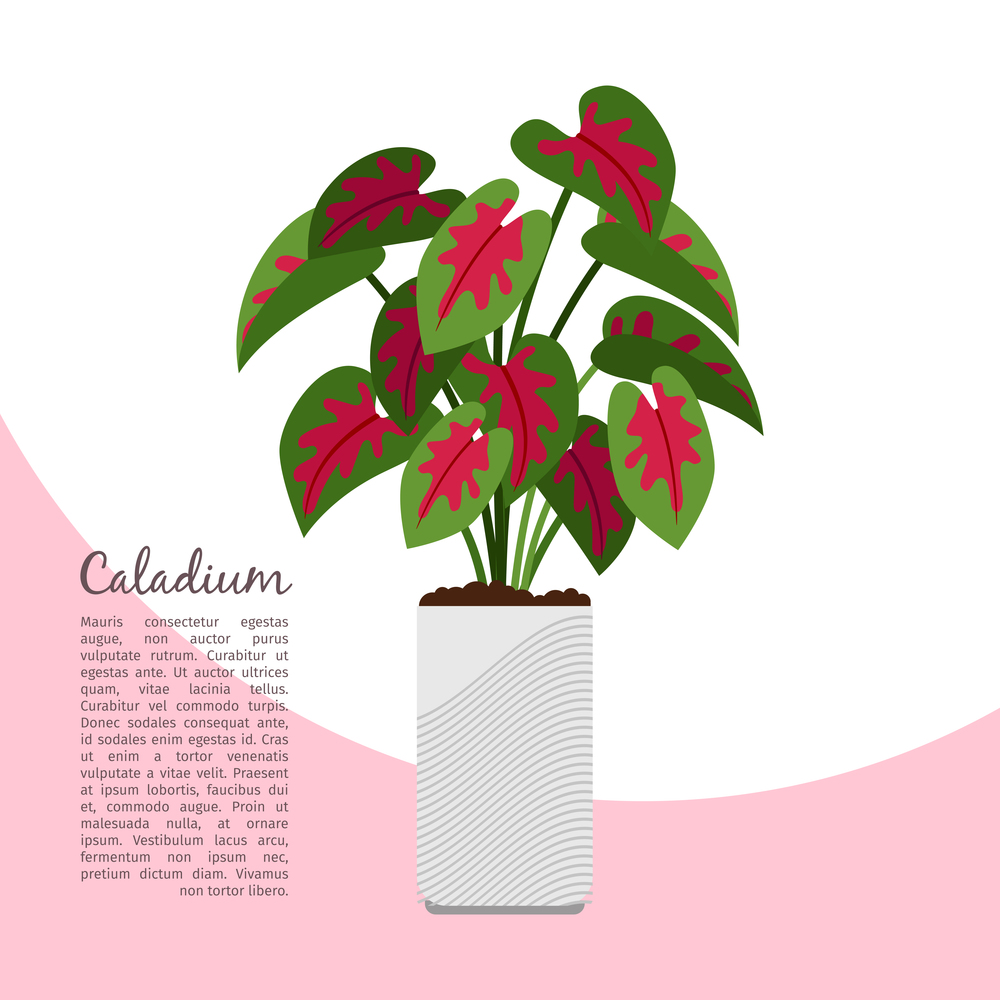 Caladium indoor plant in pot banner template, vector illustration. Caladium indoor plant in pot banner