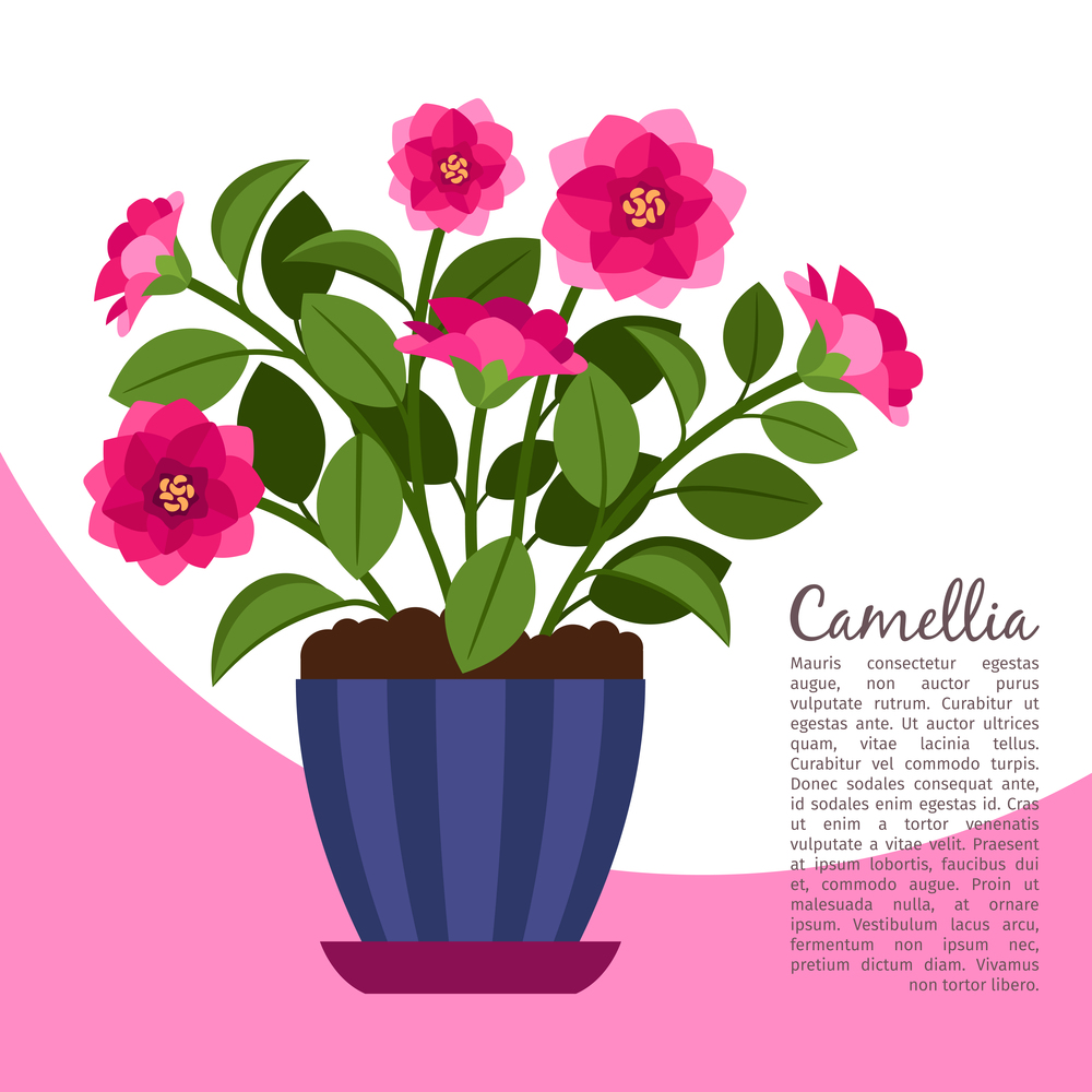 Camellia indoor plant in pot banner template, vector illustration. Camellia indoor plant in pot banner