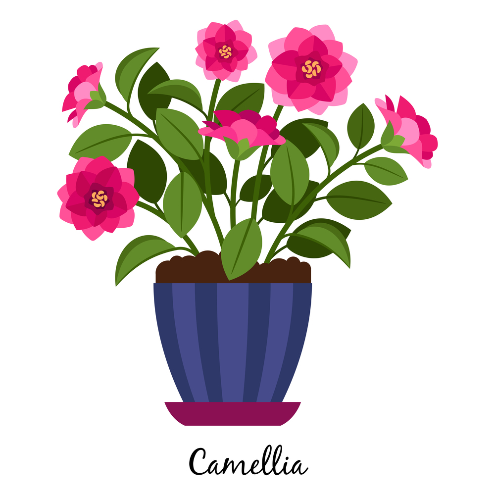 Camellia plant in pot isolated on the white background, vector illustration. Camellia plant in pot