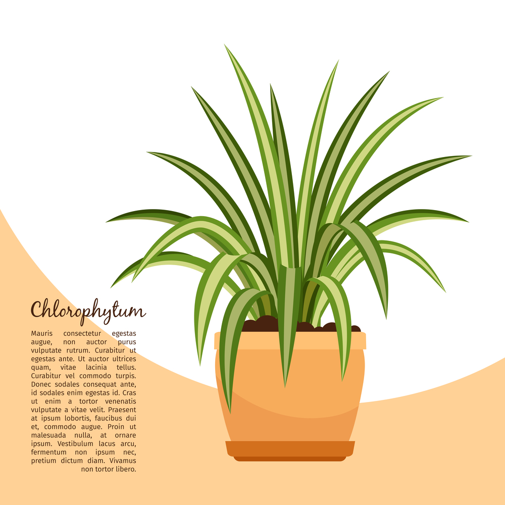 Chlorofitum indoor plant in pot banner template, vector illustration. Chlorofitum plant in pot banner
