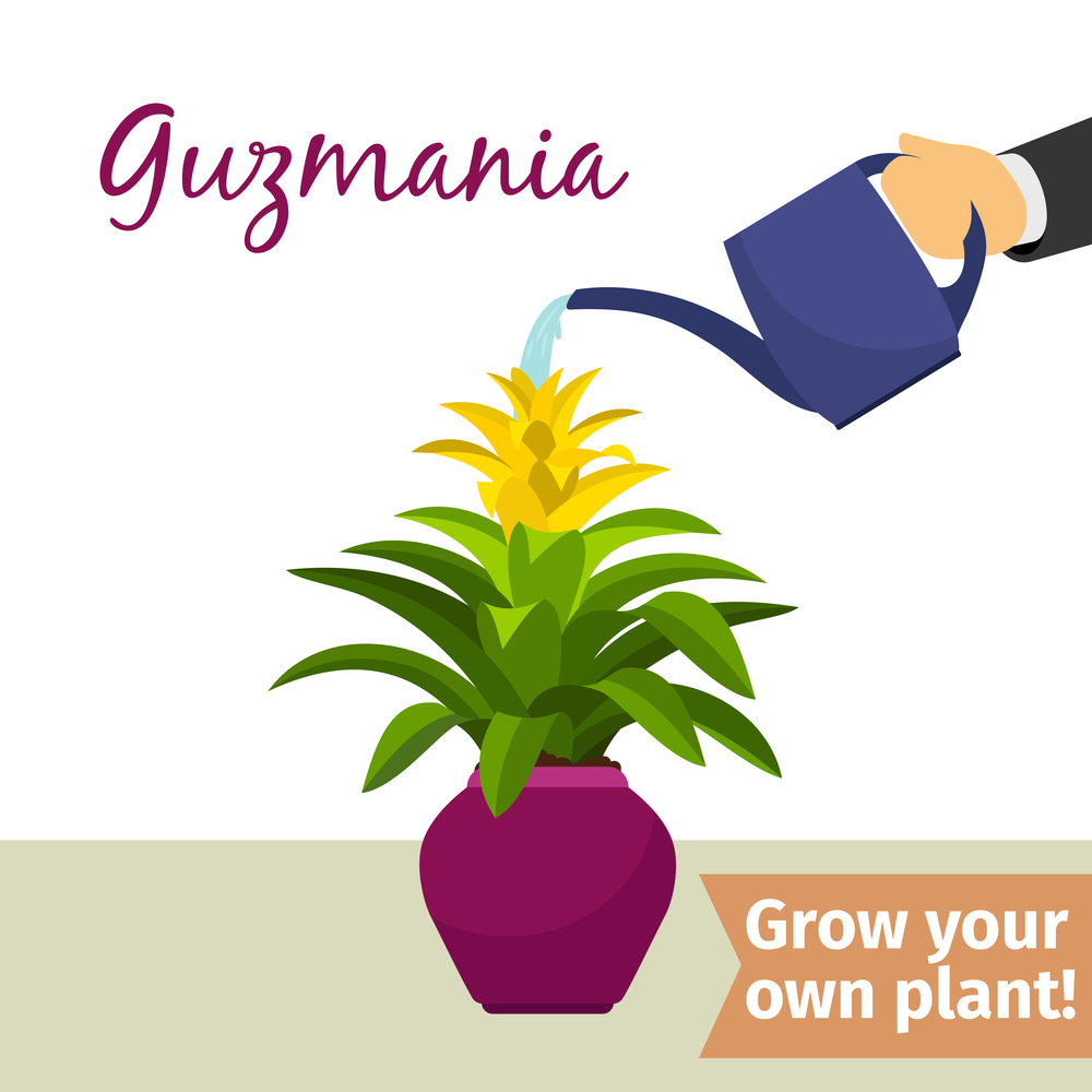 Hand with watering can pours guzmania vector illustration for flower shop. Hand watering guzmania plant