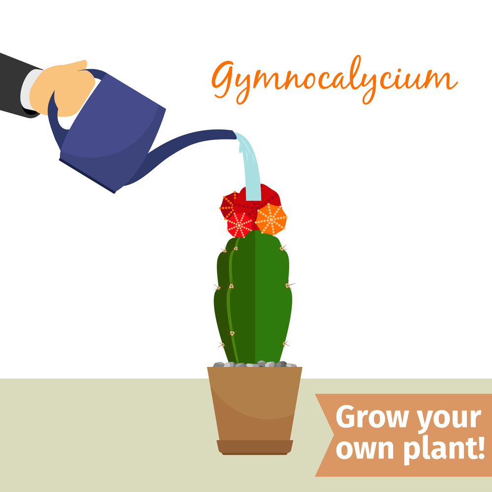 Hand with watering can pours gymnocalycium vector illustration for flower shop. Hand watering gymnocalycium plant