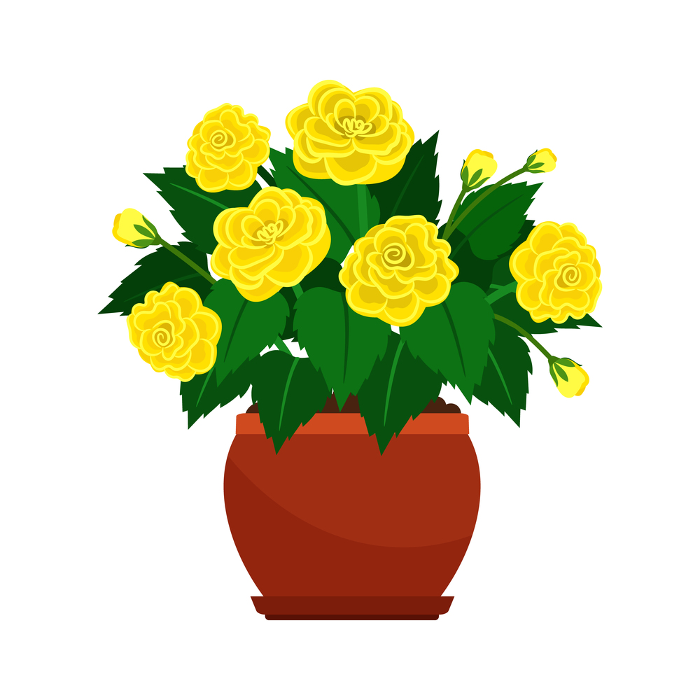 Begonia house plant in flower pot, vector icon on white background. Begonia house plant in flower pot