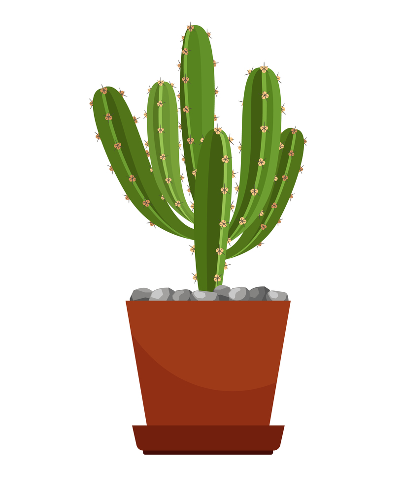 Cactus in ceramic pot, houseplant vector icon in white background. Cactus in ceramic pot