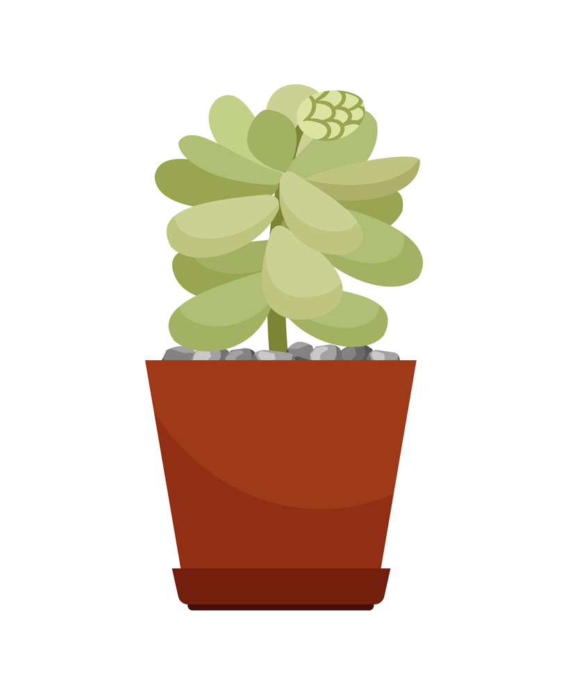 Cactus house plant in brown flower pot, vector illustration on white background. Cactus in brown flower pot