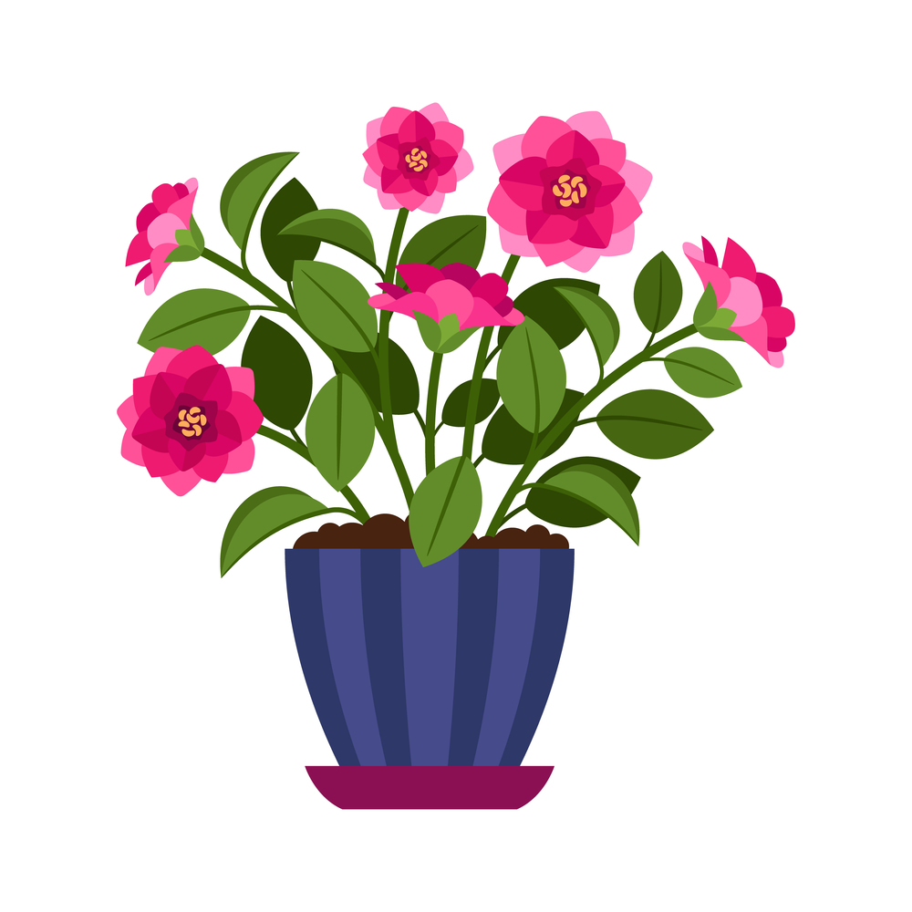 Camellia house plant in flower pot, vector icon on white background. Camellia house plant in flower pot