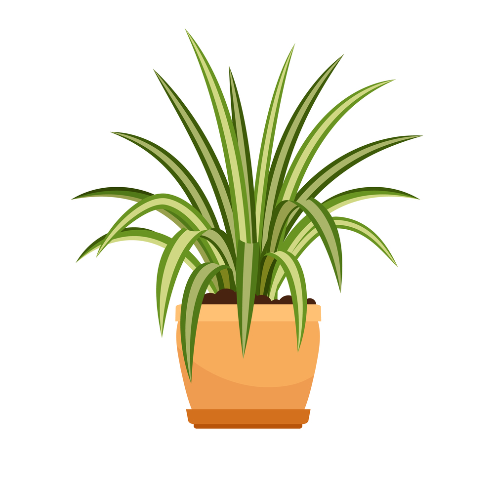 Chlorophytum house plant in flower pot, vector icon on whote background. Chlorophytum house plant in flower pot