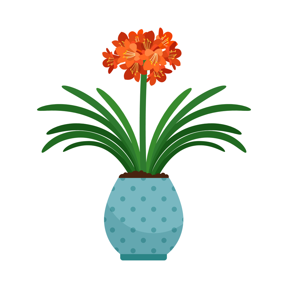 Clivia house plant in flower pot, vector icon on white background. Clivia house plant in flower pot