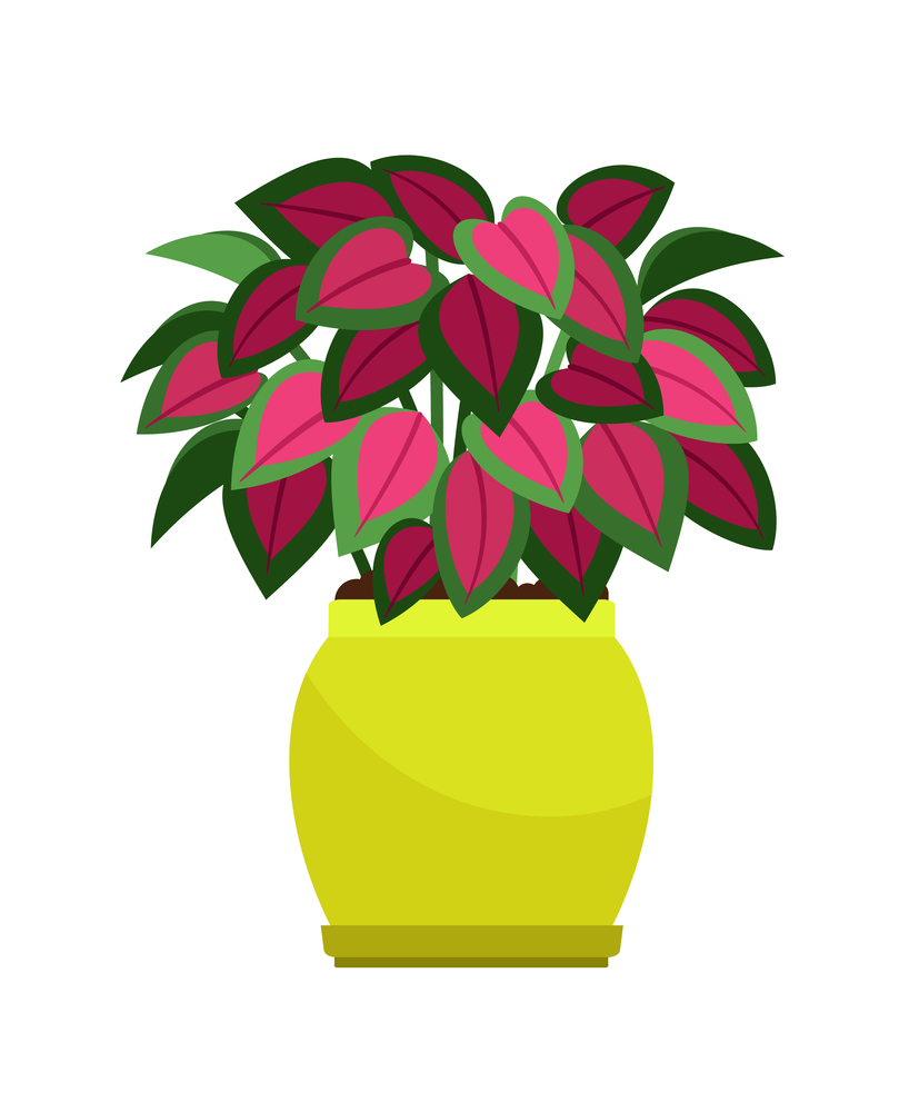 Coleus house plant in flower pot, vector icon on white background. Coleus house plant in flower pot