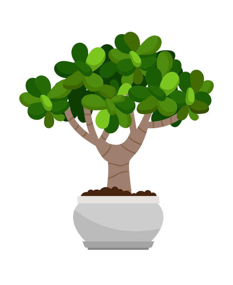 Crassula ovata house plant in flower pot, vector icon on white background. Crassula ovata house plant in pot