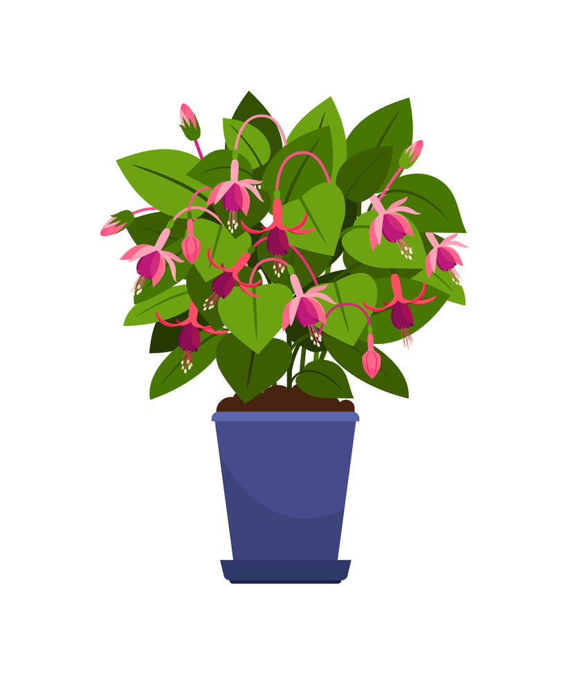 Fuchsia house plant in flower pot vector illustration on white background. Fuchsia house plant
