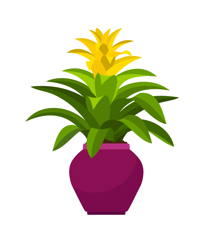 Guzmania house plant in flower pot, vector illustration. Guzmania house plant in flower pot