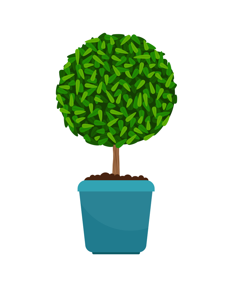 Myrtus tree house plant in flower pot vector icon on white background. Myrtus tree house plant